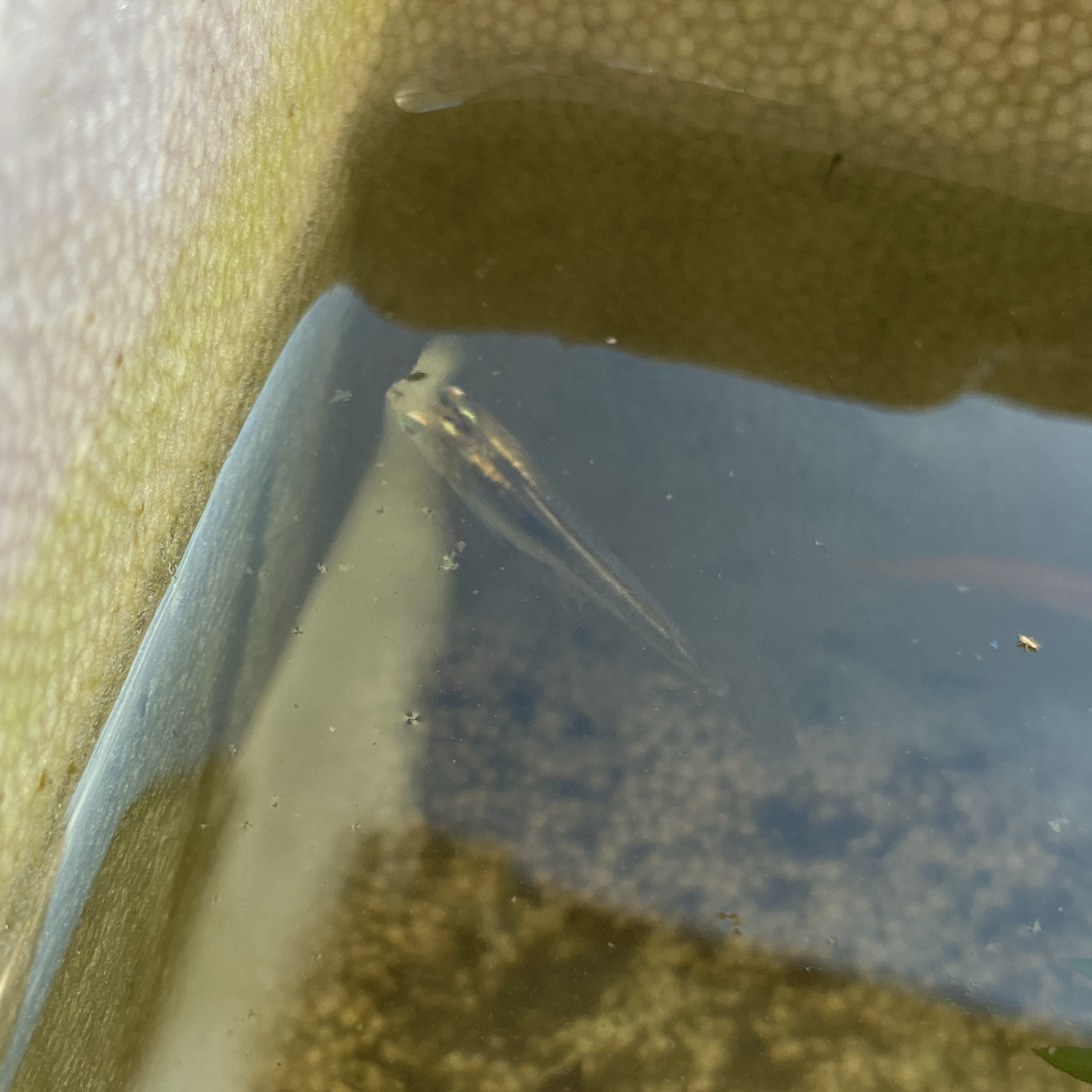 メダカの針子(稚魚)の育成 冬場の成長記録 | コレカラベクトル