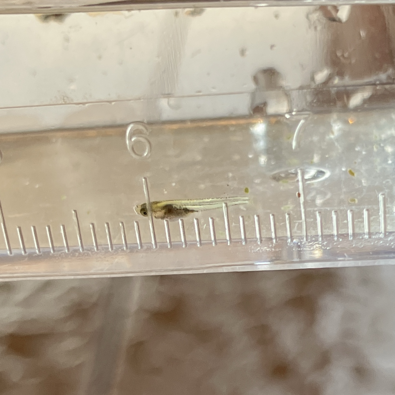 メダカの針子(稚魚)の育成 冬場の成長記録 | コレカラベクトル