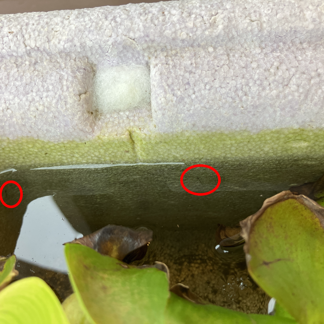 メダカの針子(稚魚)の育成 冬場の成長記録 | コレカラベクトル
