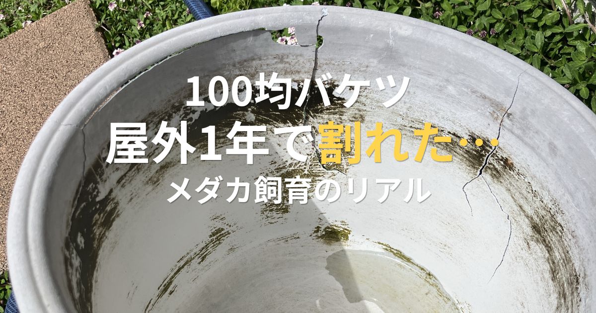 屋外で1年使用して割れた100均の灰色メダカ飼育バケツ