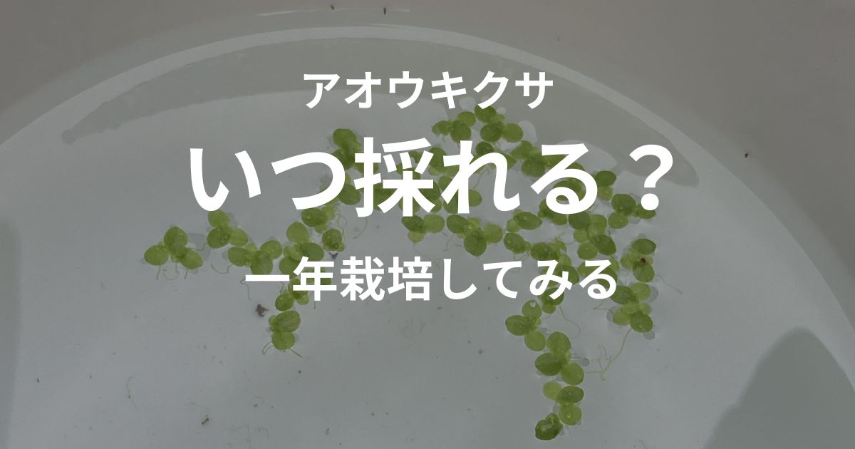 5月に流れのほとんどない浅い小川で採取したアオウキクサ。一年栽培を試すため別容器で管理している様子