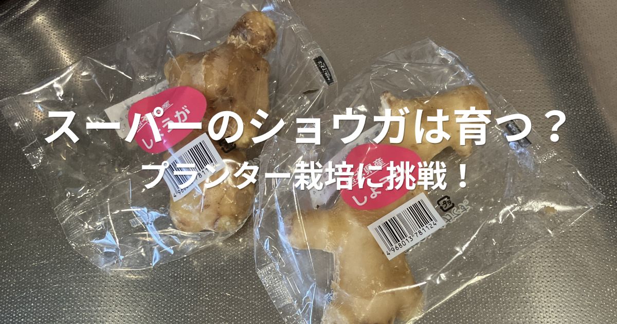 スーパーのショウガをプランターで育てるために購入した食用ショウガ
