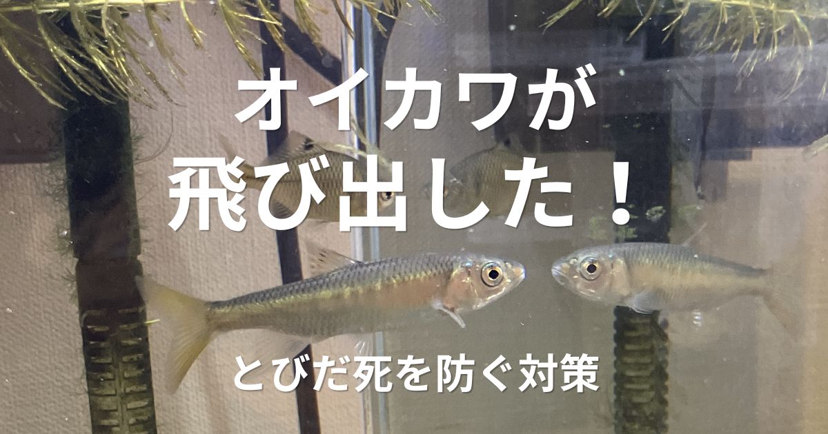 オイカワが水槽から飛び出した経験をもとに飛び出し対策を解説