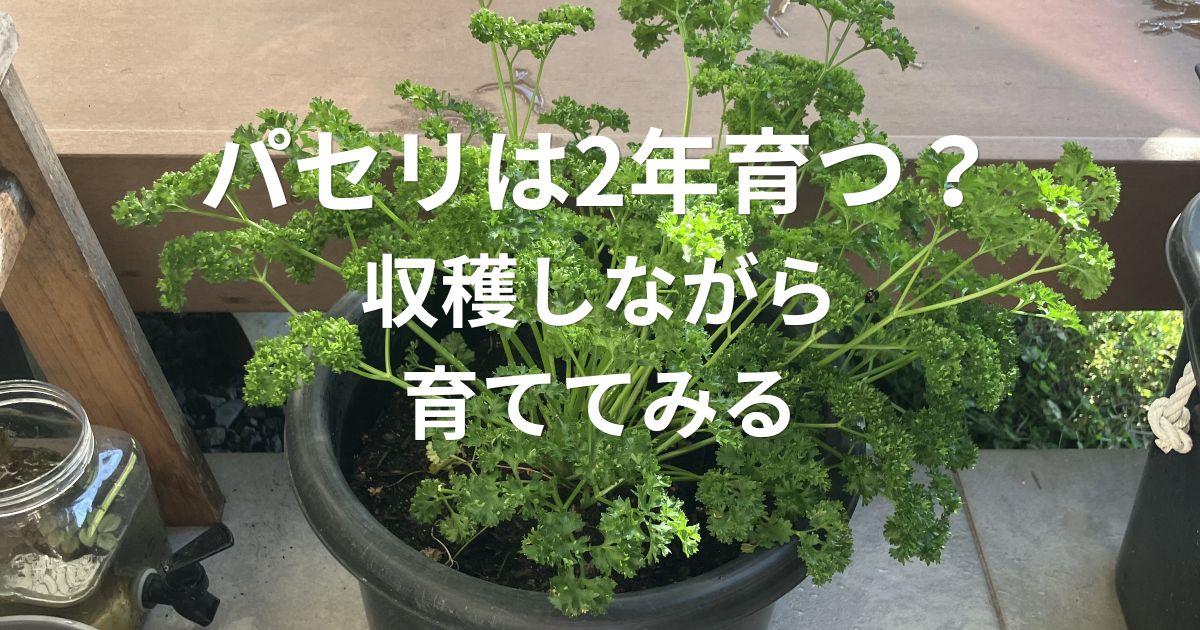 鉢植えで育てているカーリーパセリの栽培記録。収穫しながら2年目の開花を目指して育成中