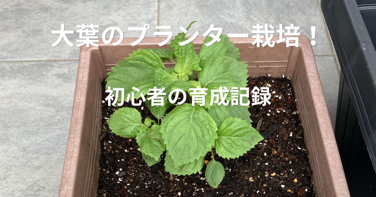 プランターで育て始めた青じそ（大葉）の苗
