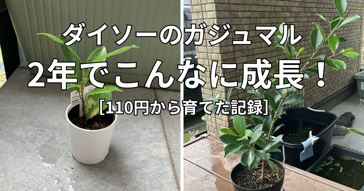 ダイソーの110円ガジュマルを2年育てた成長記録