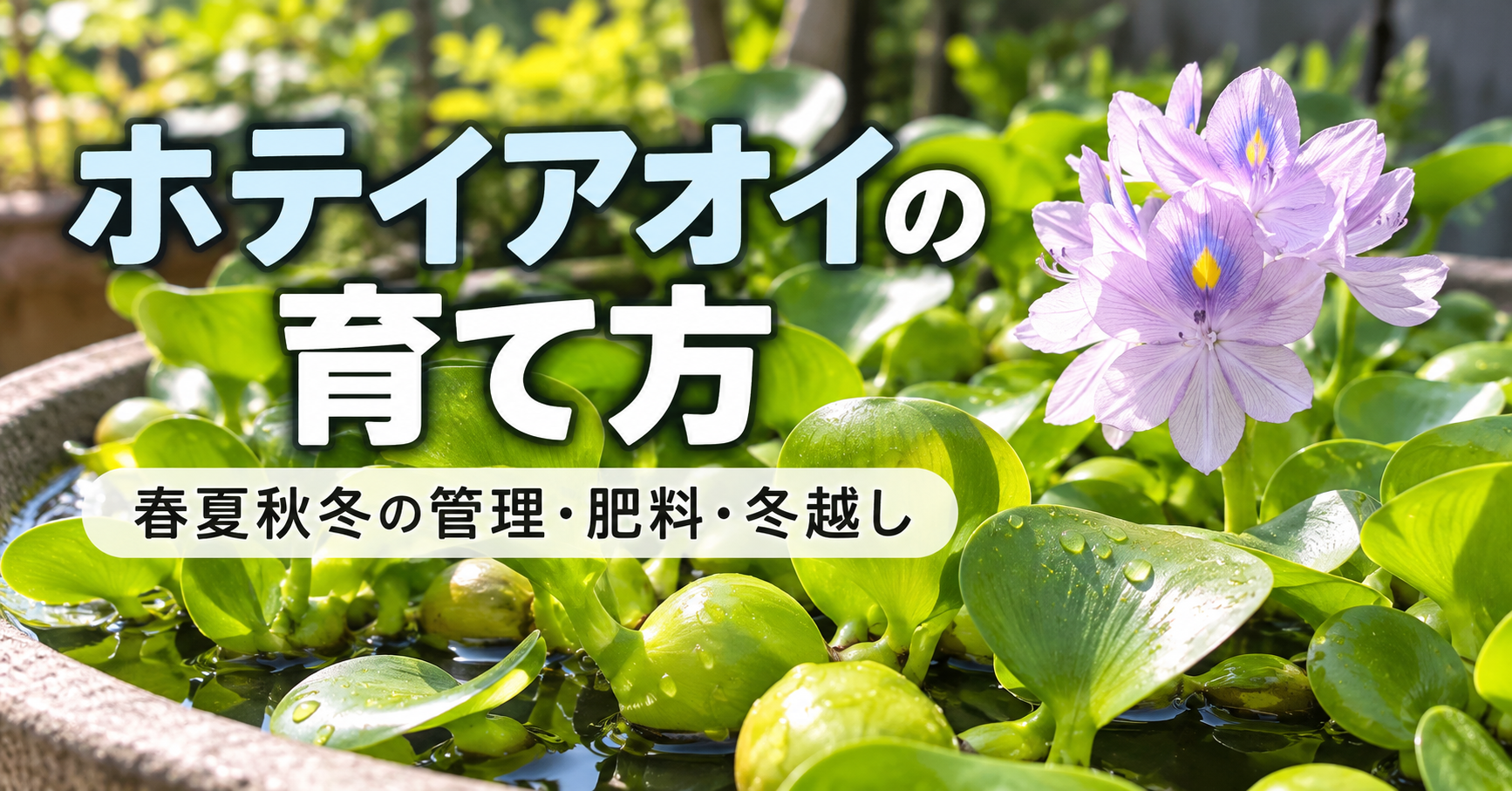 ホテイアオイの育て方・春夏秋冬の管理と肥料・冬越し