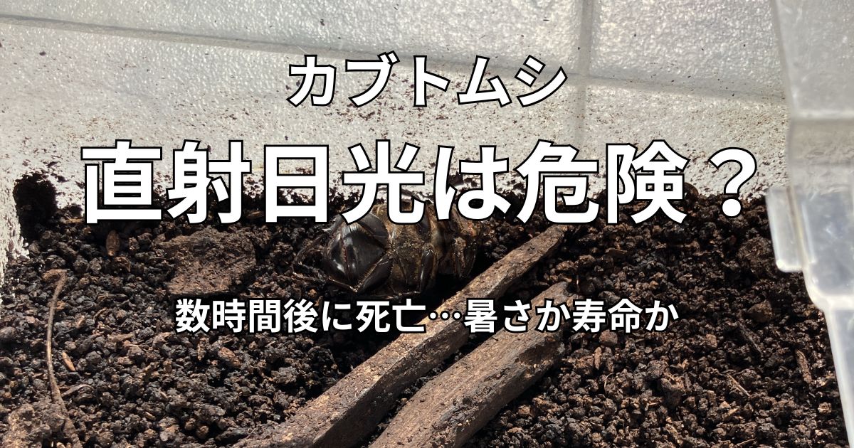 カブトムシの直射日光による暑さと寿命について調べた記事のアイキャッチ
