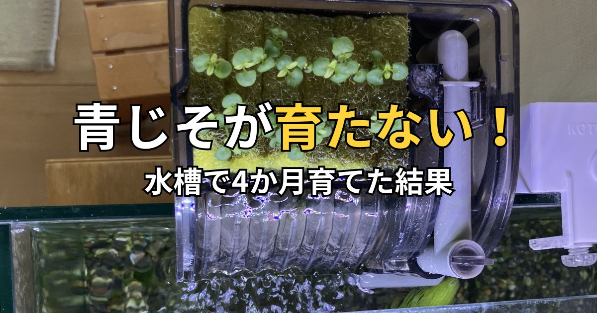 水槽の外掛けフィルターで水耕栽培したものの、4か月たっても大きく育たなかった青じそ